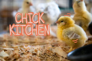 Chick Kitchen Font: A Friendly Typeface for Branding